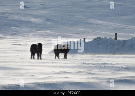 Islandpferde, auf Island im Winter fotografiert. Stockfoto