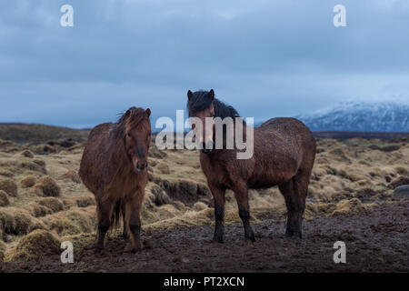 Islandpferde, auf Island im Herbst fotografiert. Stockfoto