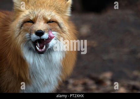 Rotfuchs Stockfoto