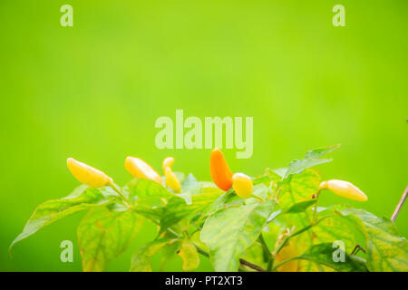 Organische vogel Chili (Capsicum frutescens) Landwirtschaft in grüne Reisfelder Hintergrund. Capsicum frutescens ist eine Pflanzenart aus der Gattung der Chili, typisch Stockfoto