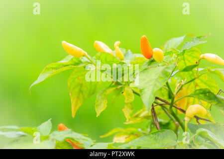 Organische vogel Chili (Capsicum frutescens) Landwirtschaft in grüne Reisfelder Hintergrund. Capsicum frutescens ist eine Pflanzenart aus der Gattung der Chili, typisch Stockfoto