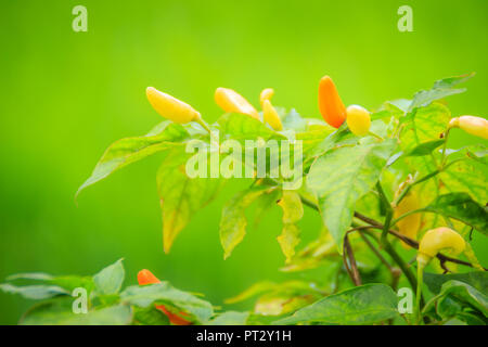 Organische vogel Chili (Capsicum frutescens) Landwirtschaft in grüne Reisfelder Hintergrund. Capsicum frutescens ist eine Pflanzenart aus der Gattung der Chili, typisch Stockfoto