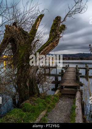 Geknickter Baum mit Fishing Pier am Pfäffikersee im Kanton Zürich Stockfoto