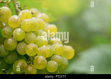 Grüne Traube Traube im Weinberg mit Tropfen bedeckt. Stockfoto