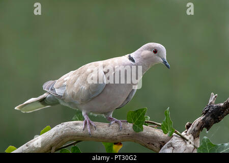 Eurasian Collared Dove (Streptopelia decaocto) sitzt auf einem Ast, Schwaz, Tirol, Österreich Stockfoto