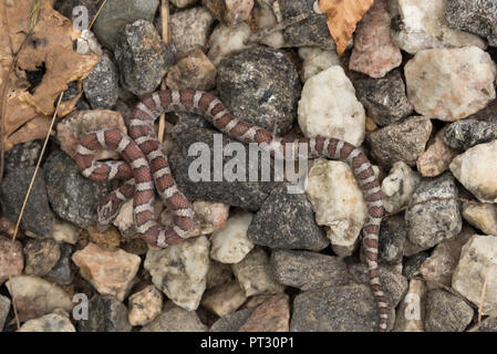 Eastern milk Snake ist unter den Felsen getarnt Stockfoto