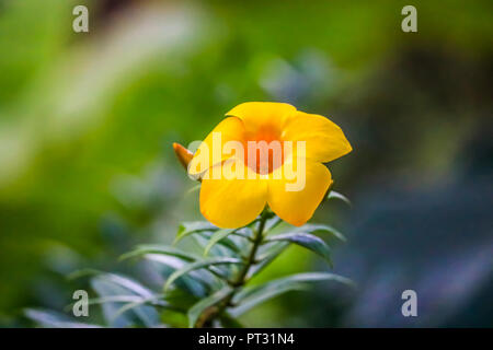 Die Goldene Trompete Blume Stockfoto