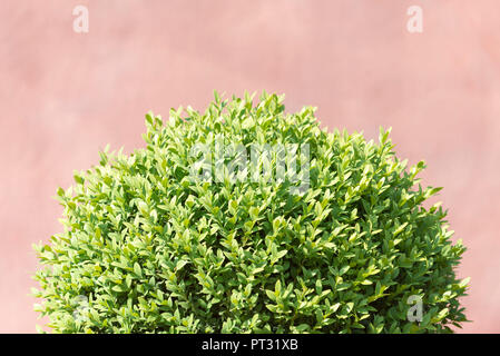 Gemeinsame Buchsbaum, Buxus sempervirens, Stockfoto