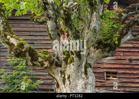 Alten Ahornbaum vor der Scheune, in der Nähe von Vormau Hochkönig, Salzburg (Bundesland), Österreich Stockfoto