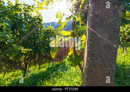 Tramin, Provinz Bozen, Trentino-Südtirol, Italien mit Blick auf die Weinberge, Stockfoto