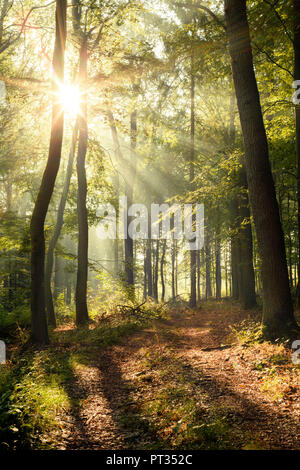 Buche Wald an einem nebligen Morgen, Belecke, Sauerland, Arnsberger Wald, Deutschland, Stockfoto