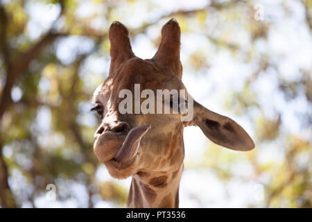 Giraffen, Dortmunder Zoo, Deutschland, Stockfoto