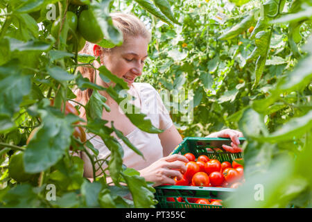 Frau am Biohof Ernten Tomaten im Gewächshaus, Deutschland Stockfoto