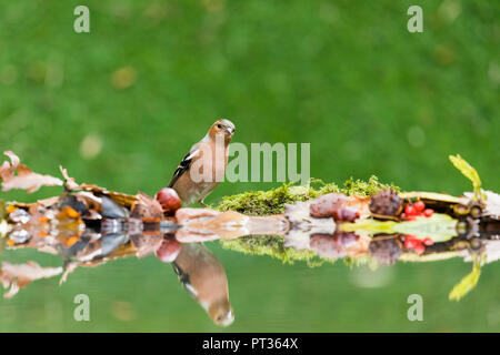 Männchen buchfink Nahrungssuche im Herbst in Mid Wales Stockfoto