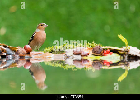 Männchen buchfink Nahrungssuche im Herbst in Mid Wales Stockfoto