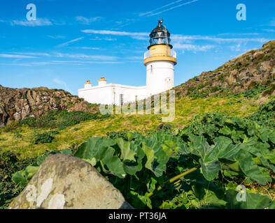 Wachsenden Baum malve Malva arborea, und Fidra Light House, fidra Island, Schottland, Großbritannien Stockfoto