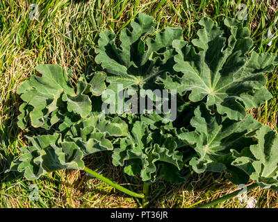 Schneiden Baum malve Malva arborea, fidra Island, Schottland, Großbritannien Stockfoto