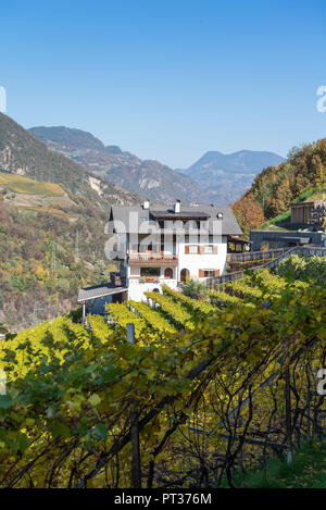 Herbstliche Stimmung und Weinreben an Gumphof Markus Prackwieser, Völs am Schlern, Dolomiten, Südtirol, Italien Stockfoto