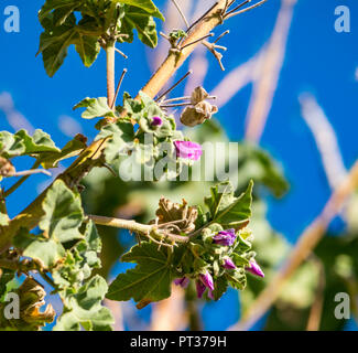 In der Nähe von blühenden Baum malve Blumen, gegen den blauen Himmel, fidra Insel, Erhabene, Schottland, Großbritannien Stockfoto