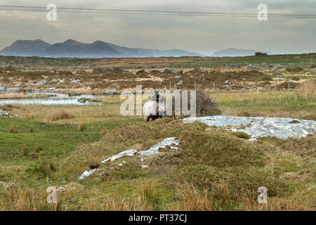 Typisch westlich von Irland Landschaft, tief in der irischen Region wissen, wie die gaeltacht Region. Europa, Irland, Galway und Connemara Stockfoto