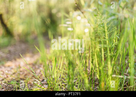 Farne im Wald im Sonnenlicht, üppig grünen Stockfoto