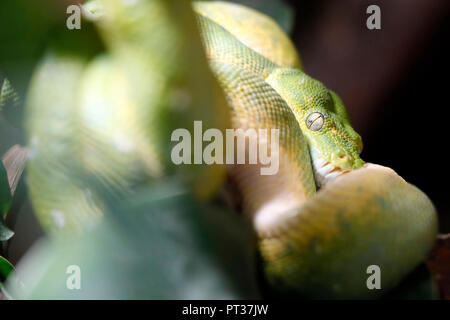 Green Tree Python, (Morelia viridis), Captive, Deutschland Stockfoto