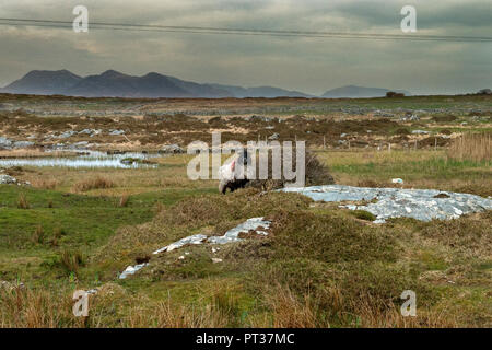 Typisch westlich von Irland Landschaft, tief in der irischen Region wissen, wie die gaeltacht Region. Europa, Irland, Galway und Connemara Stockfoto