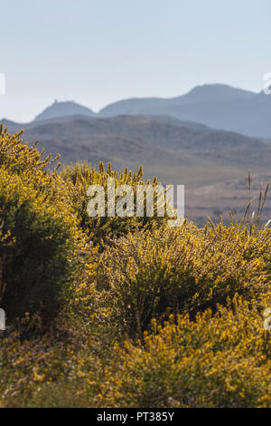 Blick über die weite Landschaft mit Spanischer Besen, Spartium junceum Stockfoto