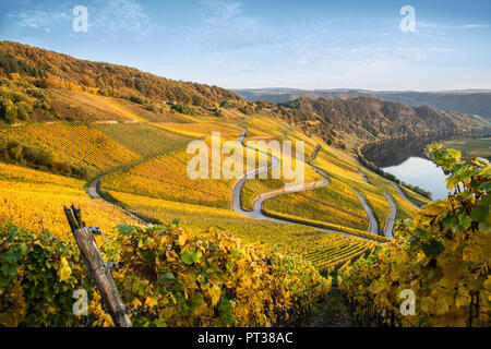 Die Mosel Schleife an Piesport mit Blick auf die herbstliche Weinberge. Stockfoto