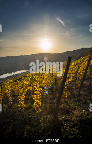 Die Mosel Schleife an Piesport mit Blick auf die herbstliche Weinberge. Stockfoto