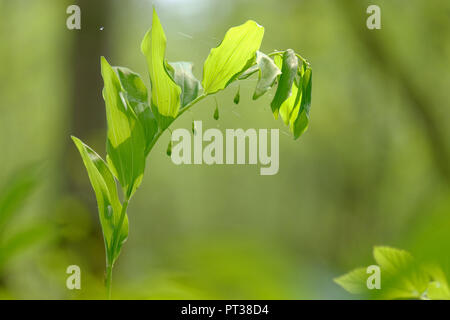 Angular Solomons-seal, Bell odoratum, Salomon Dichtung Stockfoto