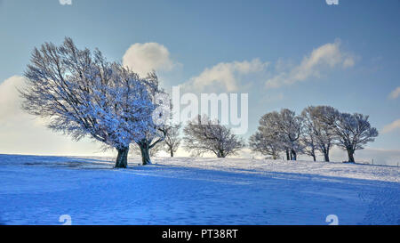 Alten buchen auf dem Schauinsland im Winter, Südlicher Schwarzwald, Hochschwarzwald, Baden-Württemberg, Deutschland Stockfoto