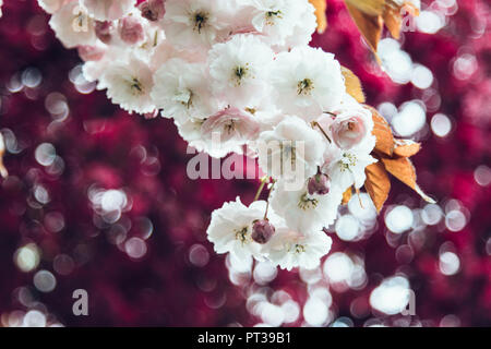 Crabapple tree in voller Blüte, Malus 'Royalty' Stockfoto