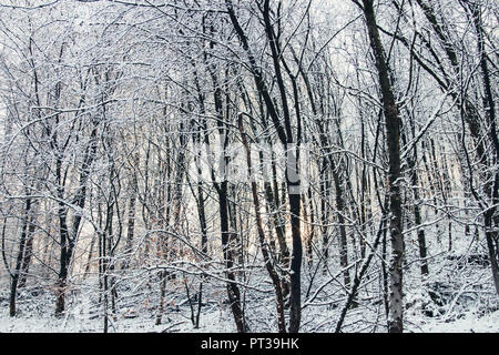 Verschneiten Teutoburger Wald im Winter Stockfoto