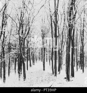 Verschneiten Teutoburger Wald im Winter Stockfoto