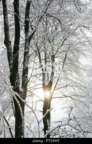 Verschneiten Teutoburger Wald im Winter Stockfoto