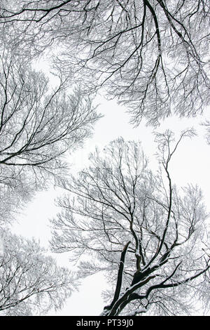 Verschneiten Teutoburger Wald im Winter Stockfoto