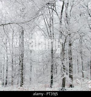 Verschneiten Teutoburger Wald im Winter Stockfoto