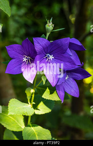 Pfirsich-leaved Glockenblume, Campanula persicifolia, Blumen, Stockfoto