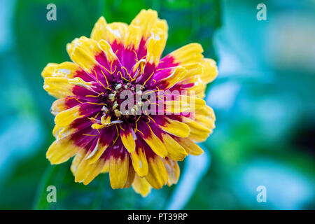 Gemeinsame zinnia 'Macarena' Stockfoto