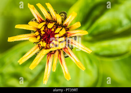 Gemeinsame zinnia 'Macarena' Stockfoto