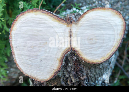 Baum Disc von Willow Tree, Querschnitt von einem Baumstamm Stockfoto