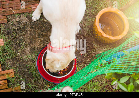 Guten Geschmack. In der Nähe von schöner Hund essen aus der Schüssel Stockfoto