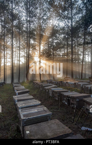 Die Bee Farm, Imker, umweltfreundliche Natur. Foto bei den Sonnenaufgang mit besten Sonnenstrahlen getroffen, die Magie des Lichts, Sonnenschein und Nebel Stockfoto