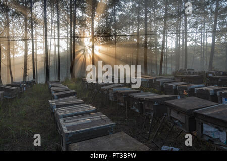 Die Bee Farm, Imker, umweltfreundliche Natur. Foto bei den Sonnenaufgang mit besten Sonnenstrahlen getroffen, die Magie des Lichts, Sonnenschein und Nebel Stockfoto