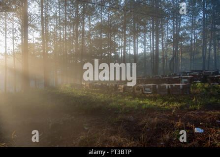 Die Bee Farm, Imker, umweltfreundliche Natur. Foto bei den Sonnenaufgang mit besten Sonnenstrahlen getroffen, die Magie des Lichts, Sonnenschein und Nebel Stockfoto