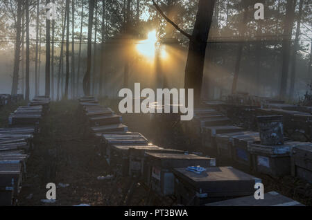 Die Bee Farm, Imker, umweltfreundliche Natur. Foto bei den Sonnenaufgang mit besten Sonnenstrahlen getroffen, die Magie des Lichts, Sonnenschein und Nebel Stockfoto