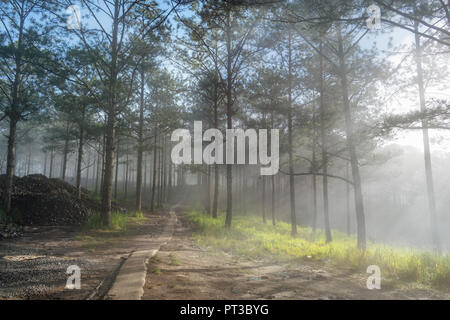 Entdeckungsreise in der Spur Kiefernwald, Vietnam. Hintergrund mit Magic Sonnenstrahlen, Licht, dichter Nebel und frische Luft in der Morgendämmerung Stockfoto