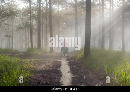 Entdeckungsreise in der Spur Kiefernwald, Vietnam. Hintergrund mit Magic Sonnenstrahlen, Licht, dichter Nebel und frische Luft in der Morgendämmerung Stockfoto