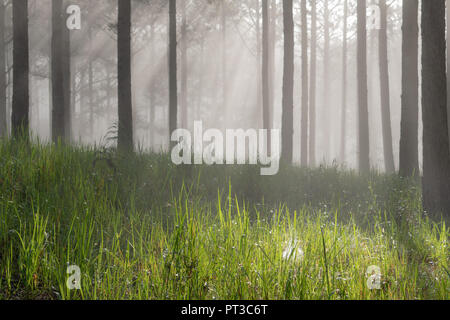 Entdeckungsreise in der Spur Kiefernwald, Vietnam. Hintergrund mit Magic Sonnenstrahlen, Licht, dichter Nebel und frische Luft in der Morgendämmerung Stockfoto